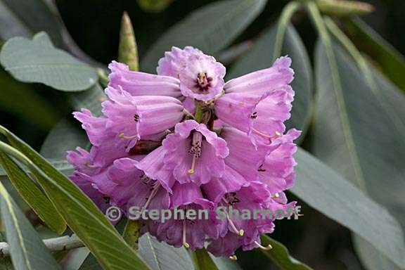 rhododendron moulmainense 2 graphic